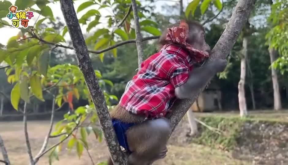 可可捉弄鳄鱼