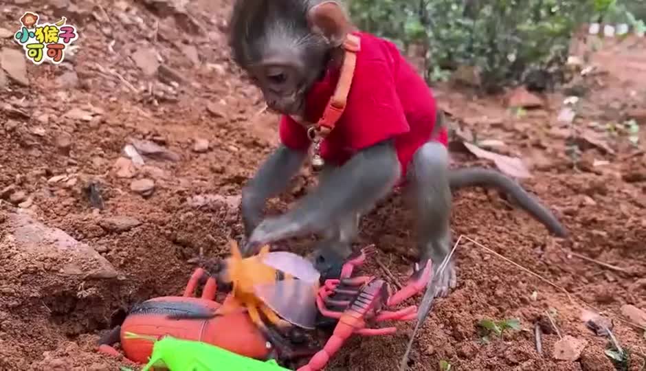 可可找玩具