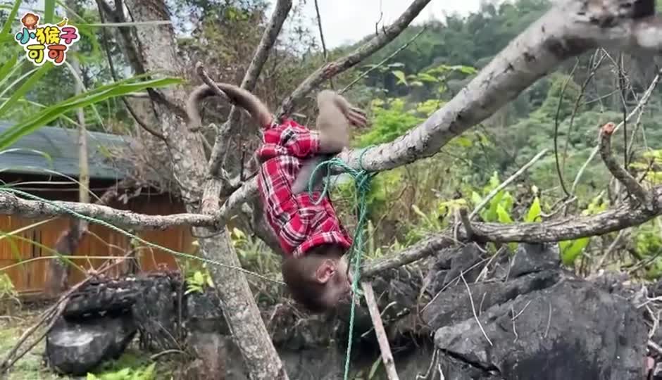 可可勇闯陷阱