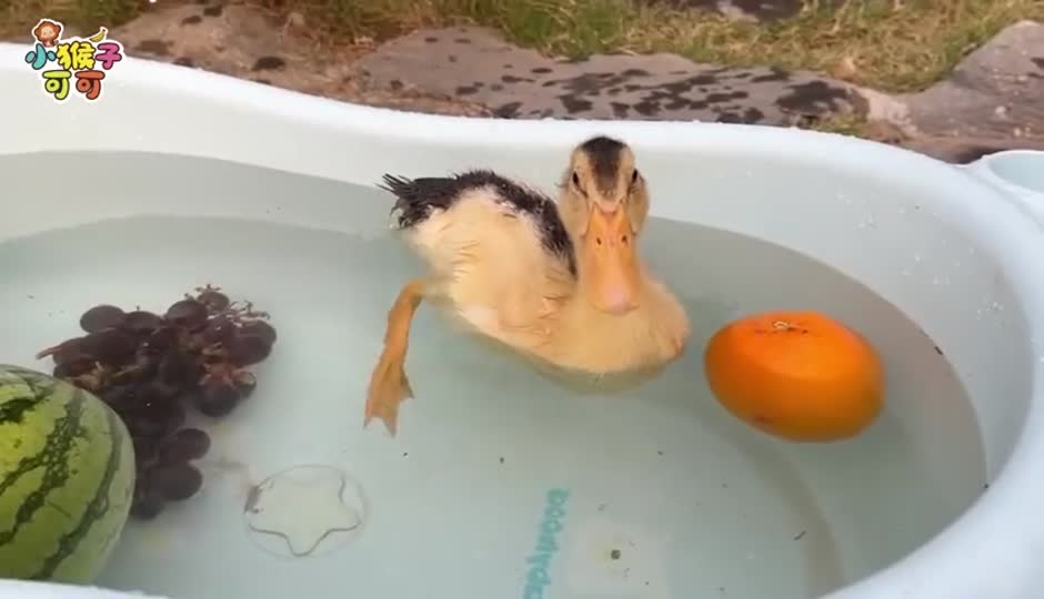 认真挑选水果