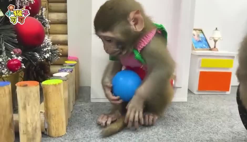 和可可一起玩玩具