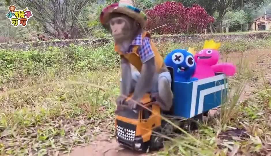 可可疯狂采购