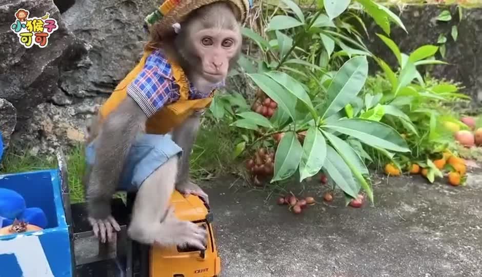 爱干净的可可