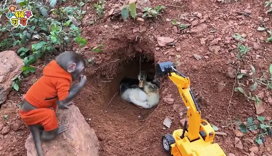 可可使用挖掘机