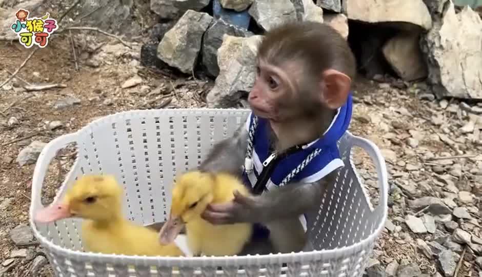 忙碌的可可