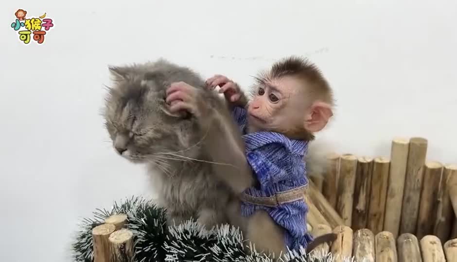 可爱的猫咪