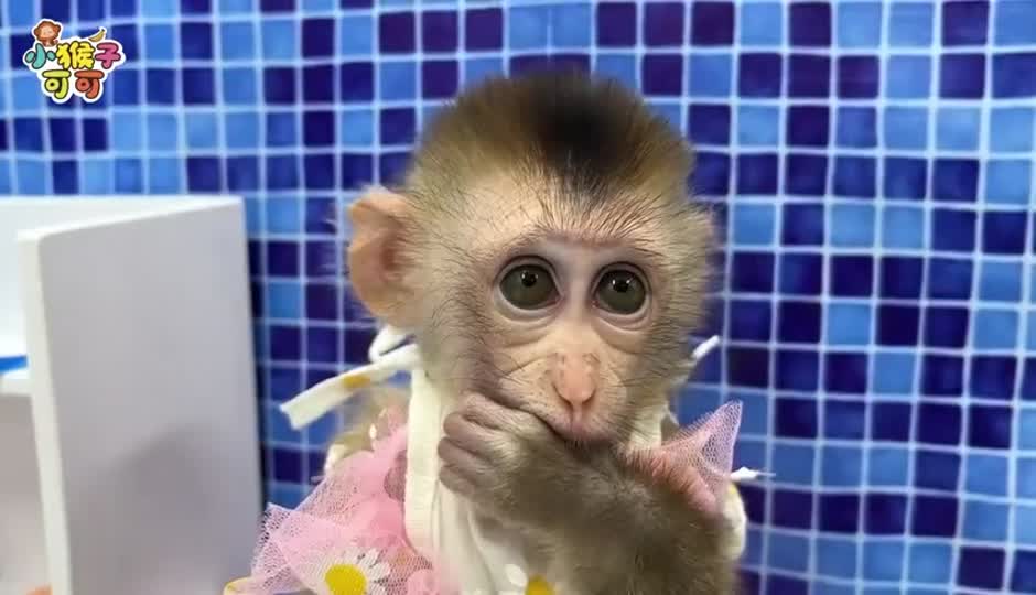 可可上厕所