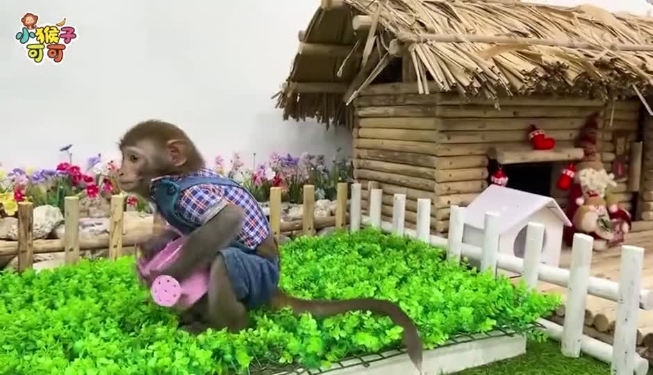 可可去浇水