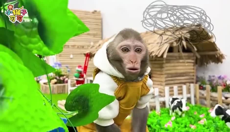 可可找到小鳄鱼