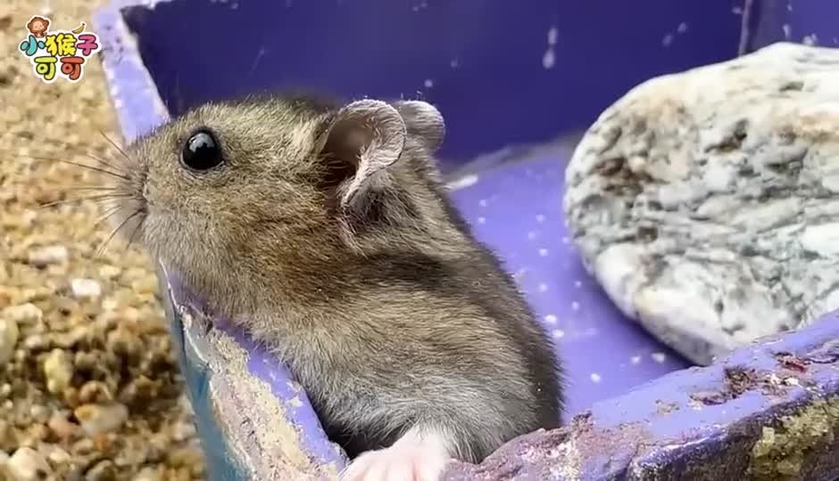 漂流的蔬菜